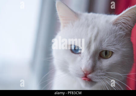 Gatto con 2 diversi colori occhi (heterocromatic occhi) - Angora Turco. È un gatto con heterochromia. Cat mostra la linguetta Foto Stock