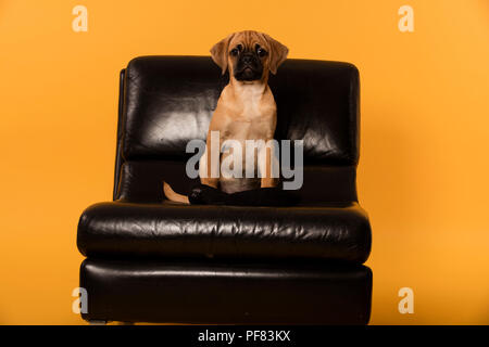 Studio girato di un Pug Puppy di fronte a uno sfondo giallo / arancione. Foto Stock