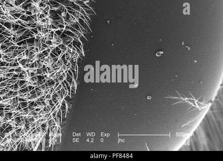 Ultrastrutturali caratteristiche morfologiche sulla superficie di un falegname bee di testa (Xylocopa virginica) trovato in Decatur, Georgia, raffigurato in 57x di scansione ingrandita al microscopio elettronico (SEM) immagine, 2006. Immagine cortesia di centri per il controllo delle malattie (CDC) / Janice Carr, Oren Mayer. () Foto Stock