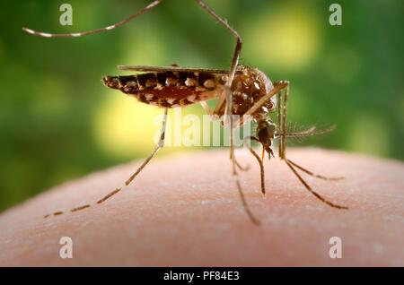 Femmine Aedes aegypti mosquito nel processo di acquisizione di una farina di sangue dal suo ospite umano, 2006. Immagine cortesia di centri per il controllo delle malattie (CDC) / James Gathany. () Foto Stock