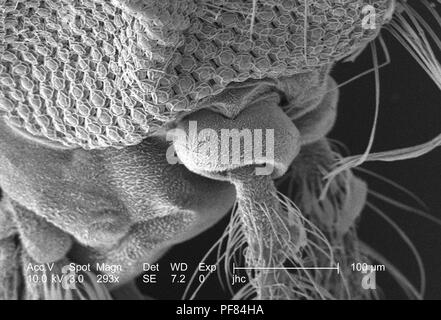 Caratteristiche morfologiche sulla superficie exoskeletal di Anopheles dirus zanzare antenna pedicel, rivelata in 293x di scansione ingrandita al microscopio elettronico (SEM) immagine, 2006. Immagine cortesia di centri per il controllo delle malattie (CDC) / Dr Paolo Howell. () Foto Stock