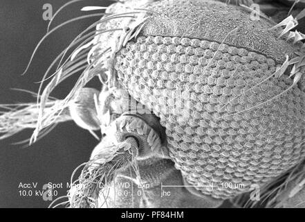 Ultrastrutturali morfologiche caratteristiche di superficie della testa di un Anopheles gambiae zanzara, rivelato nella 234x di scansione ingrandita al microscopio elettronico (SEM) immagine, 2006. Immagine cortesia di centri per il controllo delle malattie (CDC). () Foto Stock