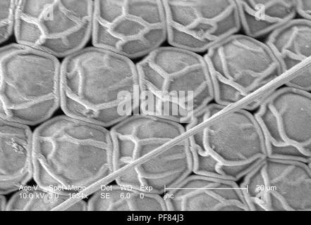 Morfologiche ultrastrutturali caratteristiche superficiali dell'Occhio composto di un Anopheles gambiae zanzara, rivelata nel 1634x di scansione ingrandita al microscopio elettronico (SEM) immagine, 2006. Immagine cortesia di centri per il controllo delle malattie (CDC). () Foto Stock