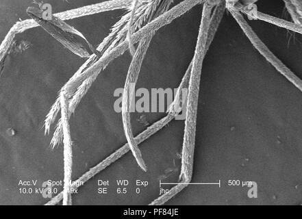 Caratteristiche morfologiche di un Anopheles gambiae zanzara, rivelato nella 49x di scansione ingrandita al microscopio elettronico (SEM) immagine, 2006. Immagine cortesia di centri per il controllo delle malattie (CDC) / Dr Paolo Howell. () Foto Stock