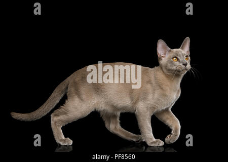 Gatto grigio a piedi di lunghezza piena isolati su sfondo nero, vista laterale Foto Stock