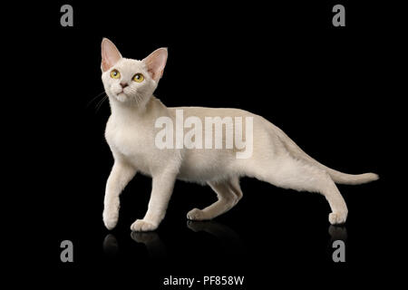 Grazioso bianco gatto birmano a piedi isolato su sfondo nero Foto Stock