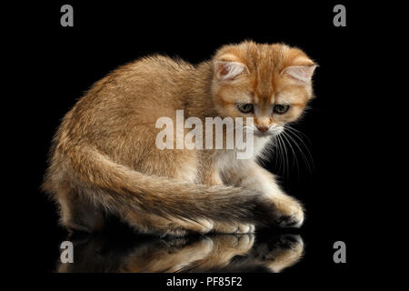 Giocoso razza britannica Kitty oro Chinchilla colore con tabby, isolati a piedi su sfondo nero con la riflessione, vista laterale Foto Stock