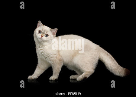 Razza britannica Cat colore beige con occhi blu, permanente e sembra divertente isolato su sfondo nero, vista laterale Foto Stock