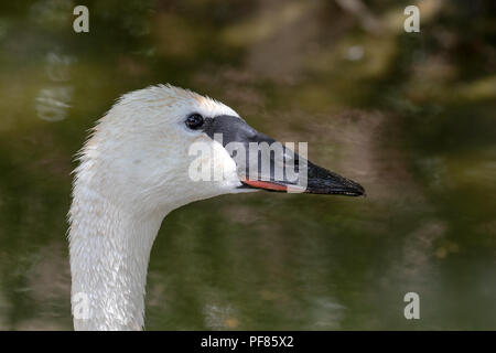 Trumpeter Swan - Cygnus buccinatore - Captive Secimen Foto Stock
