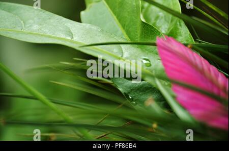 Un bel fiore nella Foresta Pluviale di El Yunque, Puerto Rico Foto Stock