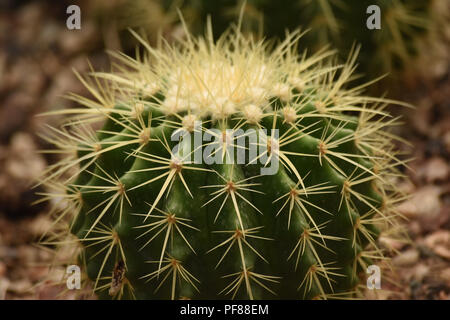 Close up golden barrel cactus. Foto Stock