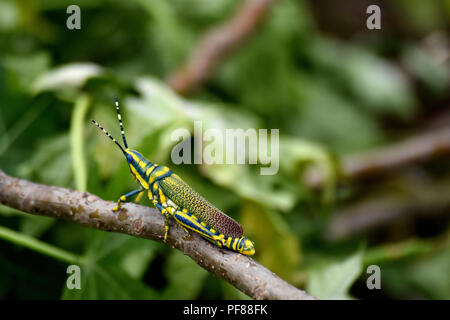 Grasshopper dipinta su un ramo. Foto Stock