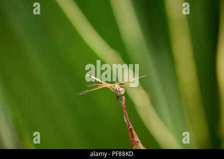 Giallo-striped hunter dragonfly. Foto Stock