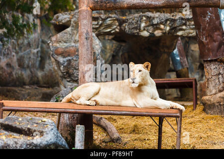 Femmina bianca lion in Chiang Mai Night Safari della Thailandia Foto Stock