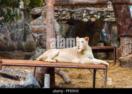 Tiger Regno di Chiang Mai Foto Stock