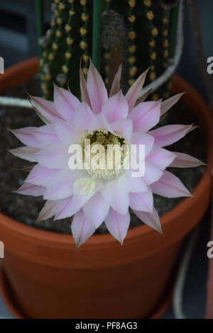 Rosa luminoso tenero fiore di cactus nel caldo estivo, Echinopsis spachiana durante la fioritura anche chiamato Regina della notte fiori Foto Stock