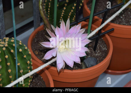 Cacti hedgehog rosa in fiore in vasi di argilla con suolo sabbioso, Echinopsis spachiana durante la fioritura anche chiamato Regina della notte fiori Foto Stock