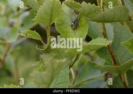 Piccolo insetto su una foglia pianta verde bug Foto Stock