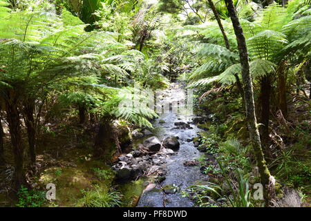 Il fiume selvaggio nella foresta nuova zelanda acqua foglia verde Foto Stock