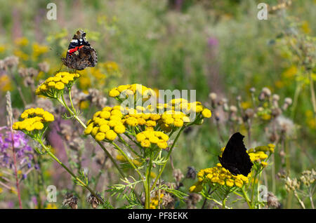 Rosso farfalla ammiraglio e farfalla pavone con ali ripiegate seduti su fiori gialli di tansy Foto Stock