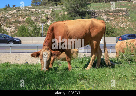 Il bestiame pascola in un campo vicino a una strada trafficata Foto Stock