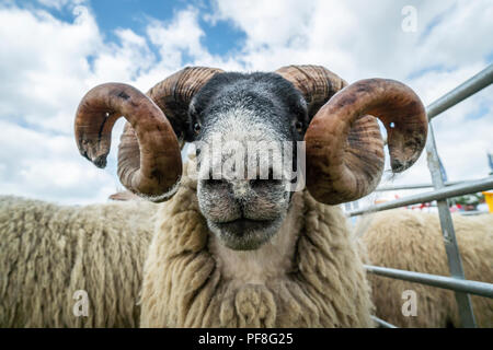 Scottish Blackface ovini sul display sul display alla contea di Northumberland Show 2018, Bywell, Northumberland, Inghilterra Foto Stock