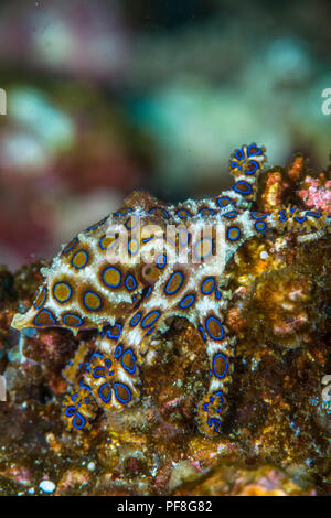 Un minuscolo, letale, infame blu-inanellati octopus visualizzando i suoi splendidi anelli blu. Parco Nazionale di Komodo, Indonesia. Foto Stock