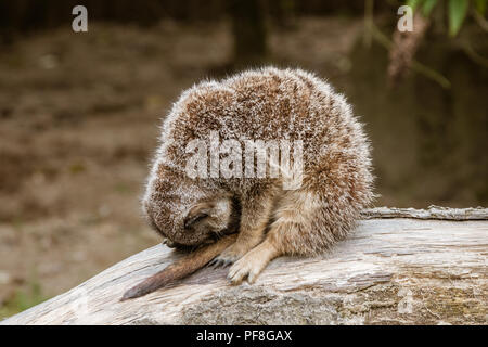 Sleeping Meerkat. Seduto in posizione verticale con la testa inchinata, il simpatico meerkat è addormentato Foto Stock