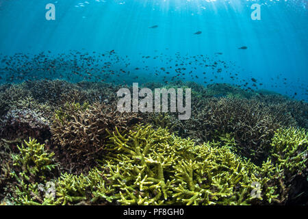 Disco Acropora Coral reef, pesce & sun travi in acque poco profonde a Sipadan Island, Sabah Malaysian Borneo Foto Stock