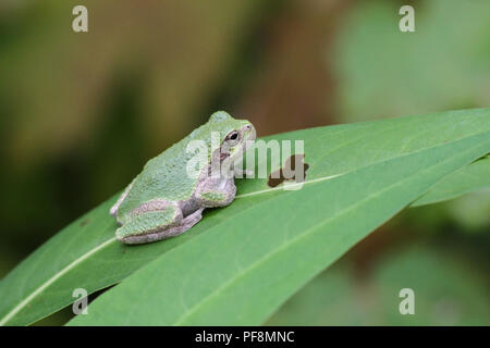 Un gray treefrog su una foglia. Foto Stock