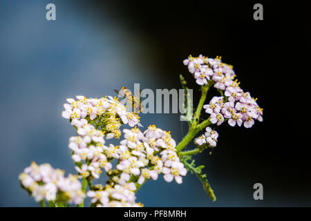 Primo piano della Hoverfly su un fiore Foto Stock