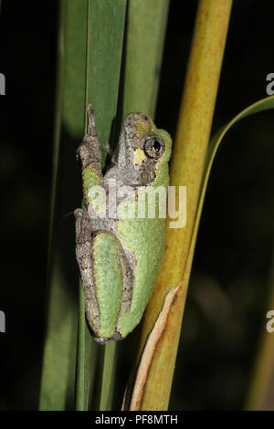 Un gray treefrog su cattails. Foto Stock