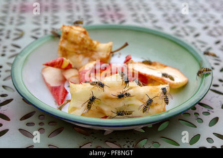 Un gruppo di vespe sociali - Vespula germanica - alimentazione all'aperto su apple left overs sul tavolo. Foto Stock