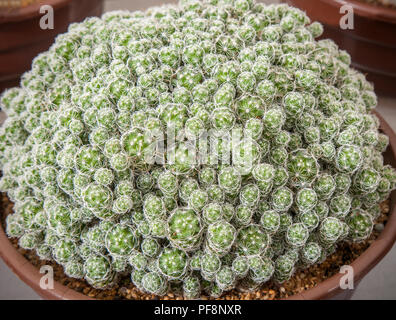 La mamillaria gracilis, il cactus del thimble, succola le piante interne al esposizione dei fiori di Southport, 2018 Foto Stock