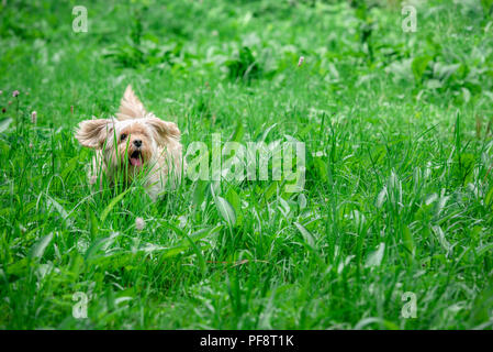 Adorabile piccola Bichon Havanese cane, felicemente in esecuzione tramite l'erba più alte rispetto alla stessa, verso la telecamera su un soleggiato giorno d'estate. Foto Stock