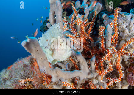 White Leaf Scorpion Fish (Taenianotus triacanthus) Amed, Bali, Indonesia Foto Stock