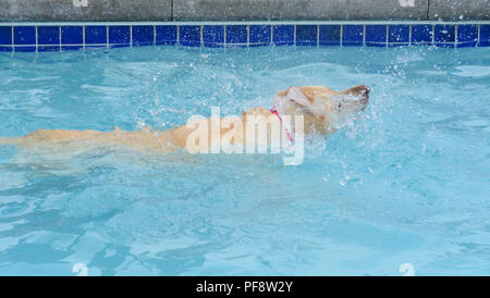 Golden Labrador retriever di razza del cane di spruzzi di nuoto e agitando l'acqua in piscina Foto Stock