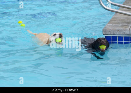 White golden labrador retriever incroci e nero labrador retriever di nuoto con le palline da tennis in bocca in piscina Foto Stock