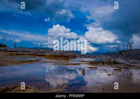 Nuovo Highland terrazza, Mammoth Hot Springs, il Parco Nazionale di Yellowstone, Wyoming Foto Stock