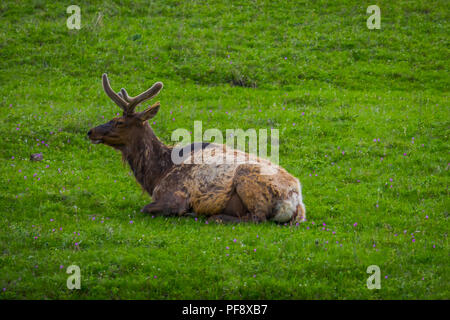 Elk con vellutato palchi di riposo in un prato. Foto Stock