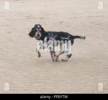 Un bel blu Stefano cocker spaniel cucciolo giocando su una spiaggia di sabbia fine e dorata Foto Stock