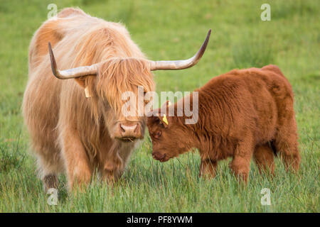 Madre e di vitello, Highland vacche, Trossachs, Scozia, 26 maggio 2018 Foto Stock