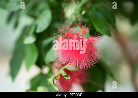 Calliandra emarginata, o polvere rosa puff, nella famiglia Fabaceae, nativo di America Centrale e America del Sud. Foto Stock