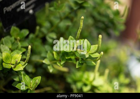 Peperomia tetraphylla, noto come acorn o quattro-foglia (lasciava) peperomia, nativo di Hawaii. Foto Stock