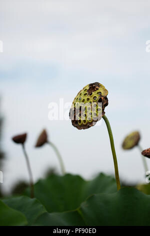 Teste di seme del fiore di loto (Nelumbo nucifera) in un giardino d'acqua. Foto Stock