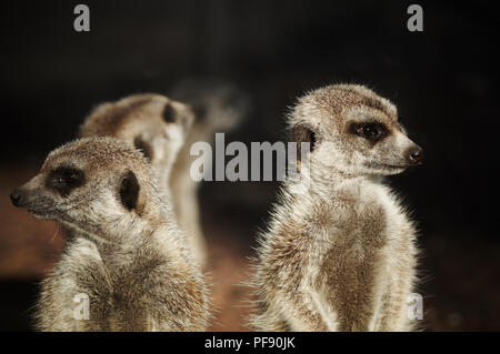 Tre meerkats cercando in varie direzioni, al Melbourne zoo. Foto Stock