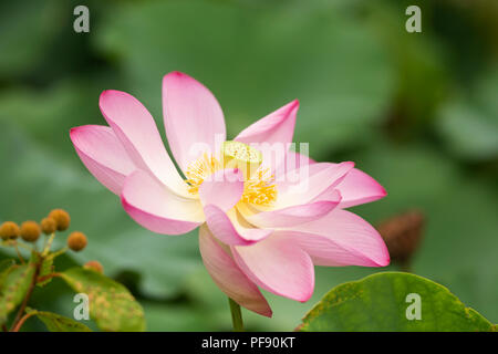 Comune di lotus (Nelumbo nucifera), noto anche come Indian lotus, sacro lotus, fagiolo di India e fagiolo egiziano, che fiorisce in un giardino di acqua in estate. Foto Stock