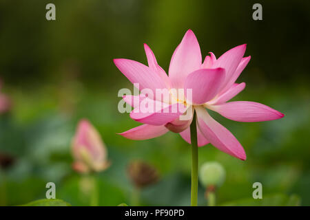 Comune di lotus (Nelumbo nucifera), noto anche come Indian lotus, sacro lotus, fagiolo di India e fagiolo egiziano, che fiorisce in un giardino di acqua in estate. Foto Stock