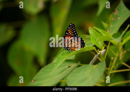 Una farfalla monarca (Danaus plexippus) seduto su una foglia. Noto anche come milkweed, comune tiger, Wanderer, nero e marrone venato. Foto Stock