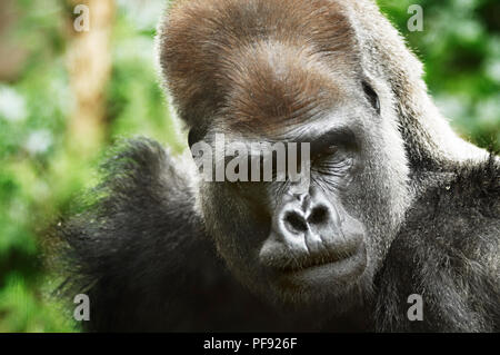 Gorilla presso lo Zoo di Melbourne. Melbourne Foto Stock